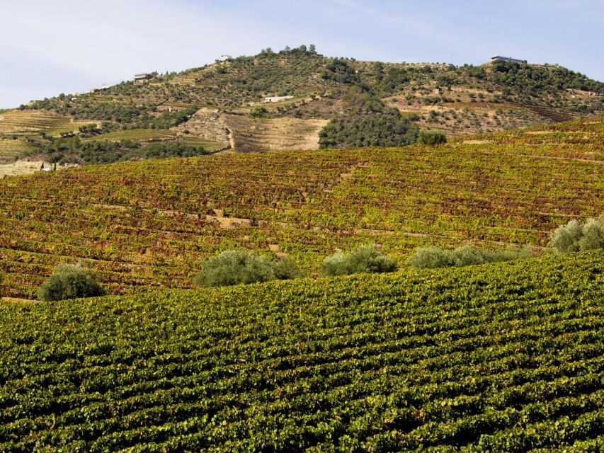 Porto: 3 Wine Regions & Farm Lunch with Views Small-Group - Croft-Style Port Moments (and Other Local Products)
