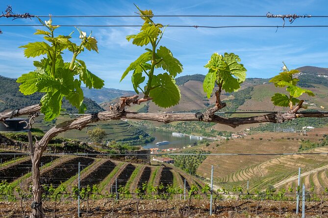 Porto: Douro Valley, 2 Wine Regions, Sommelier, Boat Trip & Lunch - Hour on the Douro by boat: the river view you can’t fake