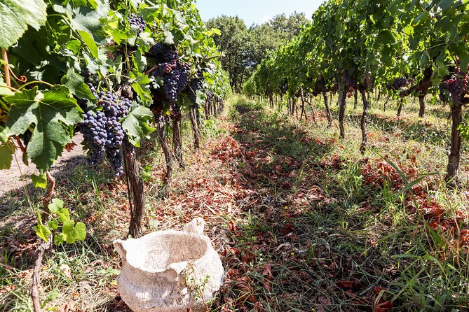 Porto: Douro Valley, 2 Wine Regions, Sommelier, Boat Trip & Lunch - Sabrosa second winery: DOC wines, Port production, and aged tasting