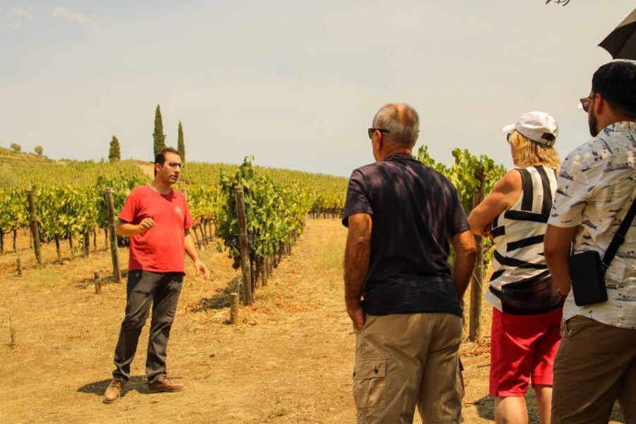 Porto: Douro Valley History & Wine Tour with Cruise & Lunch - Quick hits you’ll care about