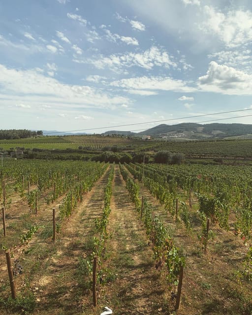 Porto: Douro Valley Tour w/ 3 Tastings, Lunch, & Opt. Cruise - The Tawny Port Finish: 10, 20, and 30-Year Bottles