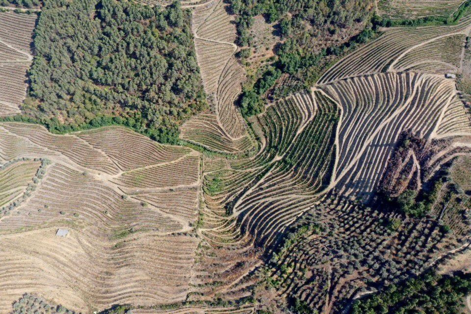 Porto: Douro Valley Tour w/ 3 Tastings, Lunch, & Opt. Cruise - Almonds, Bread, Honey, and a Vineyard Tasting That Gets You Oriented