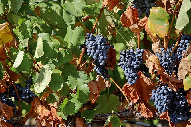 Porto: Douro Valley Wine Tour Including Lunch - Folgosa and the National Road 222 Drive: The Big-Scenery Finish
