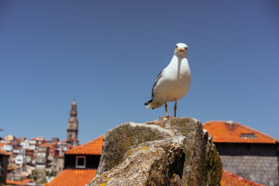 Porto: Harry Potter’s Inspiration Tour - Hogwarts Uniforms, Lion’s Fountain, and Gryffindor Clues