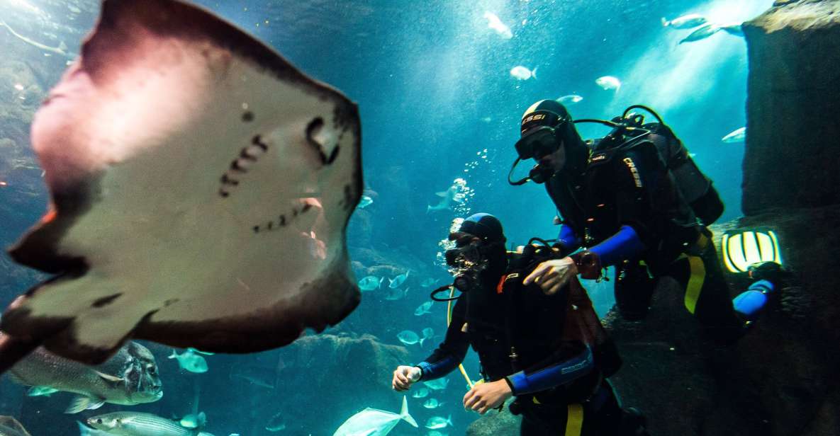 Porto Moniz: Diving with Sharks and Rays in Madeira Aquarium - Key highlights worth your attention