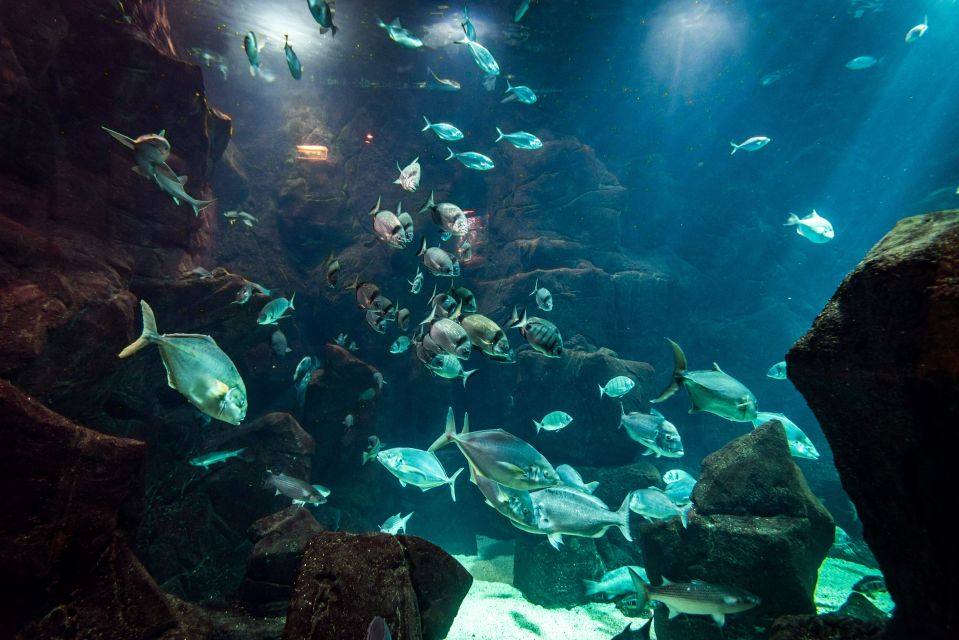 Porto Moniz: Diving with Sharks and Rays in Madeira Aquarium - Aquário da Madeira tour: learning the animals instead of just seeing them