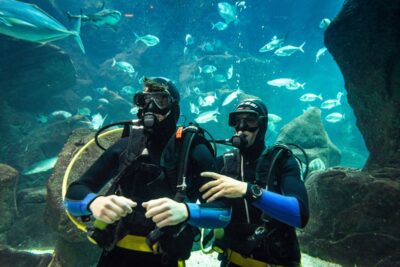 Porto Moniz: Diving with Sharks and Rays in Madeira Aquarium - 3 hours of steps: briefing, natural pool practice, then the main tank