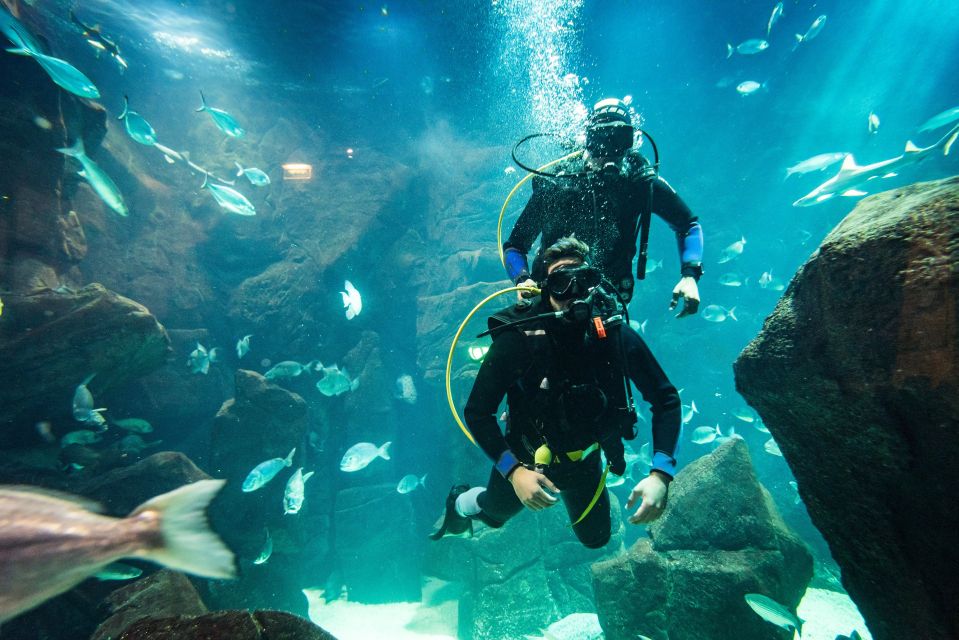 Porto Moniz: Diving with Sharks and Rays in Madeira Aquarium - Should you book the Porto Moniz shark-and-ray aquarium experience?