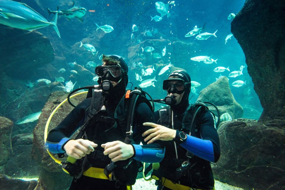 Porto Moniz: Diving with Sharks and Rays in Madeira Aquarium - 3 hours of steps: briefing, natural pool practice, then the main tank