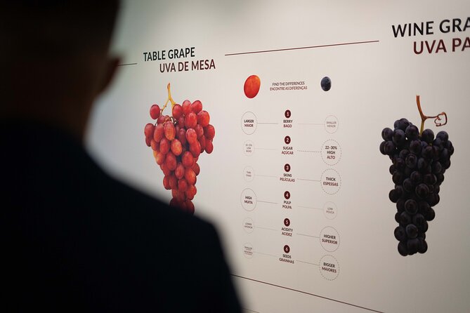Porto: Wine Experience Museum with 3 Wine Tastings - The guided tasting: red, white, and Port