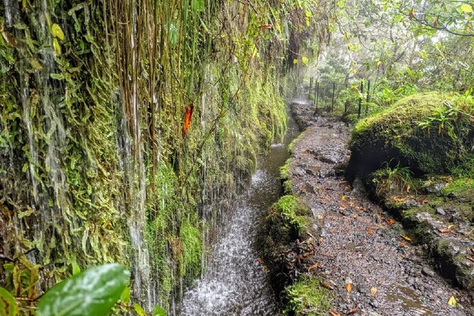 PR9 Caldeirão Verde Queimadas Levada Self-Guided Hiking Transfer - Price and Value Breakdown: $39.76 + Forest Fees You Must Plan For