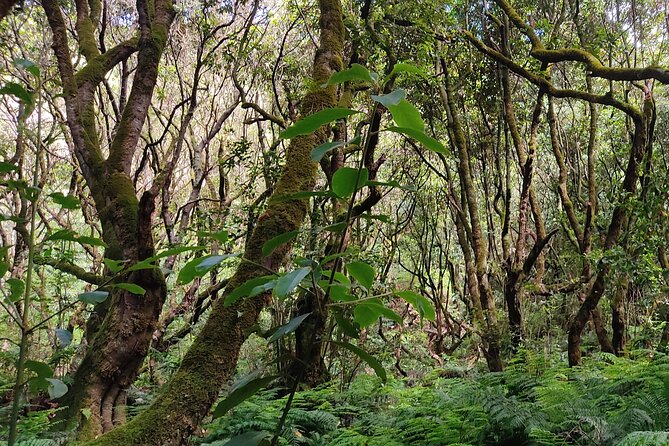 PR9 Caldeirão Verde Queimadas Levada Self-Guided Hiking Transfer - Pace, Crowds, and Narrow Sections: How to Keep the Walk Enjoyable