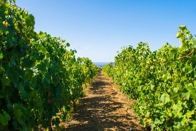 Premium Private Douro Tour: 3 Wineries with Tastings & Lunch - Quinta de Avessada: Moscatel First Taste of the Day