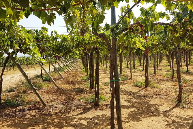 Private Algarve Wines Route - Stop 1: Quinta do Frances Winery in Silves (Process + Tasting)
