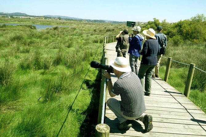 Private Birdwatching from Porto - Esposende shorebirds: spotting strategy and what to expect seasonally
