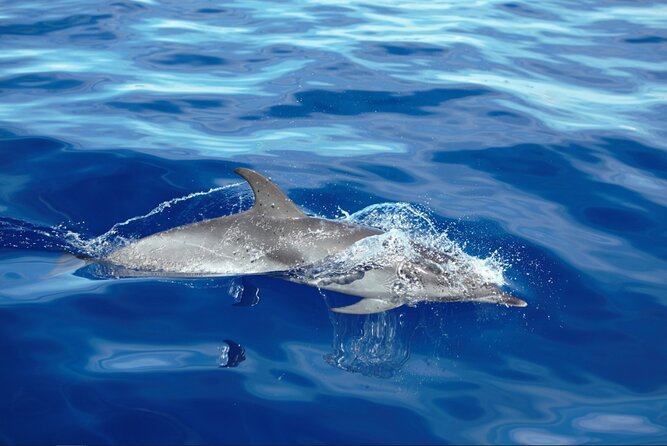 Private Dolphin and Whale Watching Tour in Madeira - Getting Set Up at On Tales in Calheta (and Why It’s Nice)