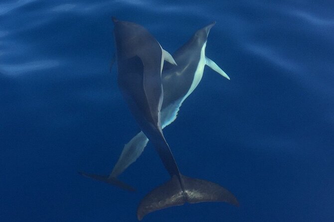 Private Dolphin and Whale Watching Tour in Madeira - Stop 2: Madeira Islands Waters for Dolphin/Whale Search