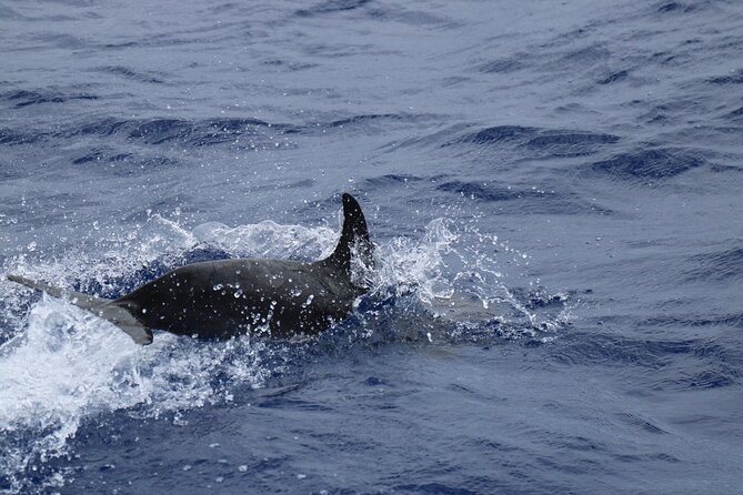 Private Dolphin and Whale Watching Tour in Madeira - Snorkeling Break: Gear, Comfort, and Where the Magic Happens