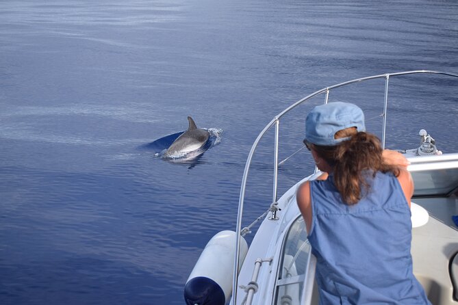 Private Dolphin and Whale Watching Tour in Madeira - Drinks and the Little Details That Make It Feel Premium