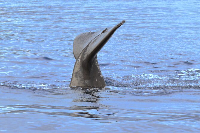 Private Dolphin and Whale Watching Tour in Madeira - Weather Changes: What Happens If the Sea Gets Rough