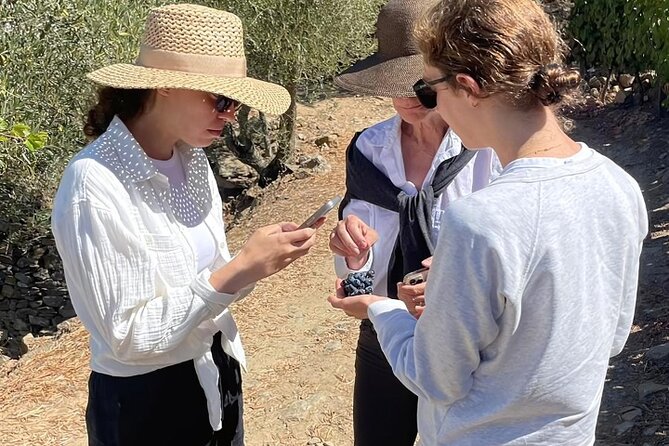Private Douro 4x4 Adventure from Porto with Deluxe Pic nic - Winery Visit at Quinta Seara d’Ordens: Wine, Port, and the Human Pace