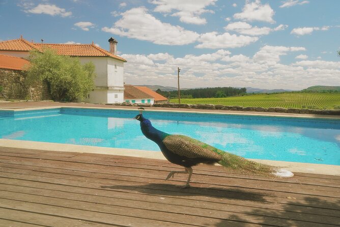 Private Douro Valley Tour with Lunch & Wines - Price and value: what you’re really paying for at $228.57 per person