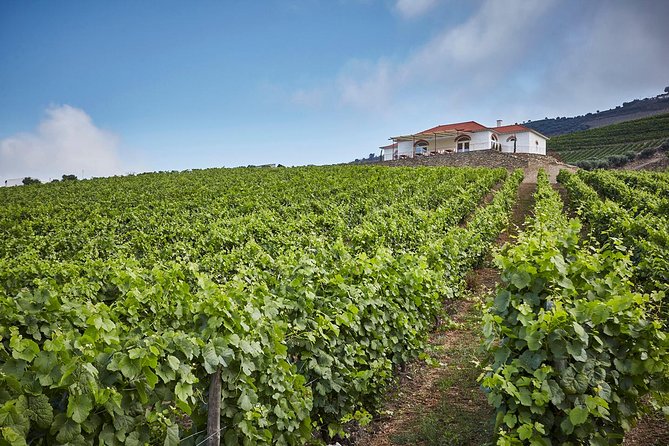 Private Douro Valley visit to three vineyards with Lunch from Porto - Folgosa winery: centuries-old estate touring and Ports with presence