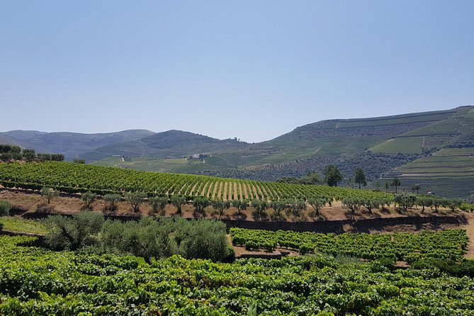 Private Douro Valley visit to three vineyards with Lunch from Porto - Pinhão views en route, then Sabrosa for lunch with pairings