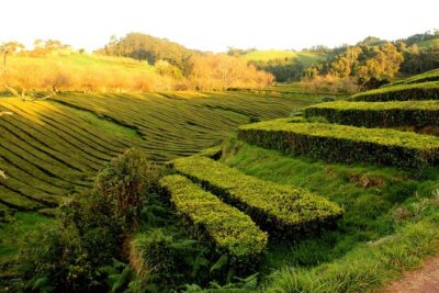 Private Full-Day 4x4 Tour to Furnas Volcano - Stop 1: Chá Gorreana tea plantation in the emerald hills