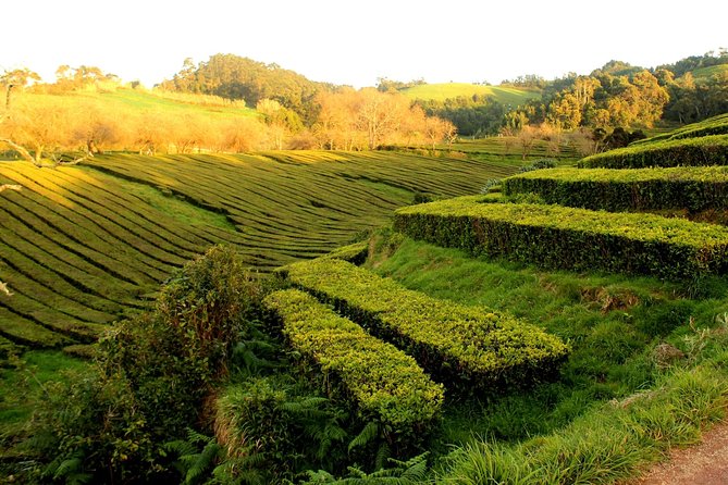 Private Full-Day 4x4 Tour to Furnas Volcano - Stop 1: Chá Gorreana tea plantation in the emerald hills