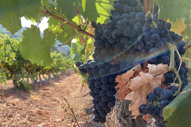 Private Full-Day Wine Tour from Lisbon with Tastings - Quinta do Alcube: Wine Tastings Between Mountains and the Atlantic