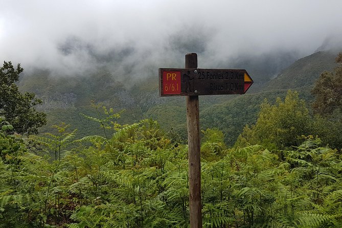 Private Guided Walk Levada 25 Fontes - Wildlife and Endemic Flora: What to Watch For While You Walk