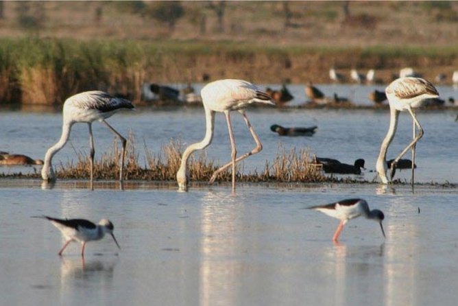 Private Half-Day Boat Tour in Ria Formosa from Faro - Price and value: what $482.73 per group really buys