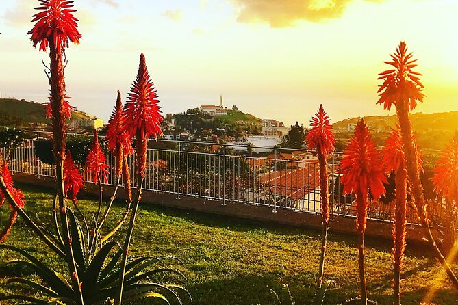 Private Half day tour around Madeira Island - Price and Value: What $211.72 Buys (and What You’ll Add)