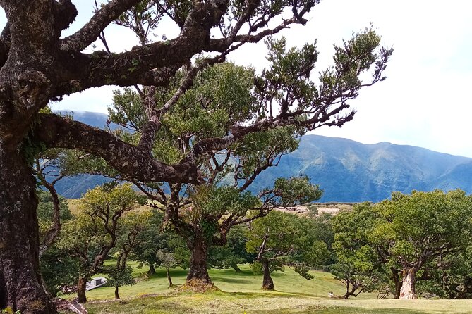 Private Madeira Island Tour: The Most Complete 8-Hour Experience - North-coast wow points: São Vicente, Água D’ Alto, and Ribeira da Janela