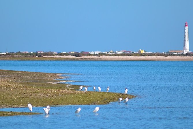 Private Ria Formosa Natural Park Boat Cruise from Faro - What’s Included (and the Food Reality Check)