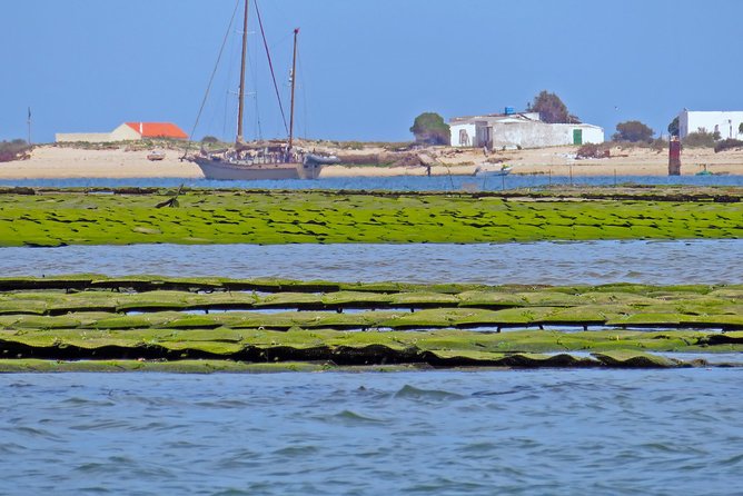 Private Sightseeing Boat Tour in Ria Formosa at Olhão - Stop 2: Praia da Armona (Mar) for a low-key swim and a breather