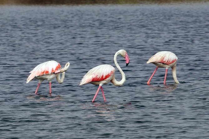 Private Sightseeing Boat Tour in Ria Formosa at Olhão - Price and value: $264.31 per group (up to 12) in plain terms
