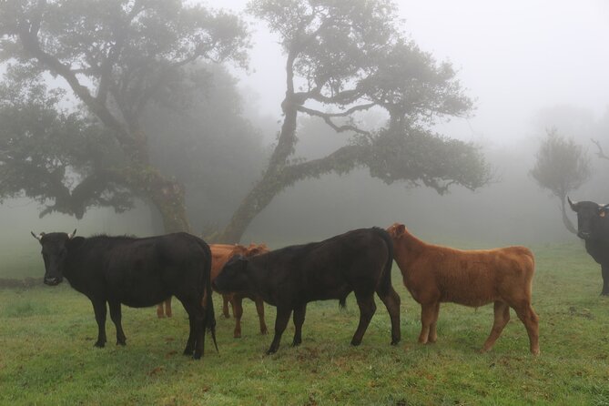 Private Tailored tour to the West in a 4WD. No shared groups! - Laurissilva Forest: Nature Time Where the Day Slows Down