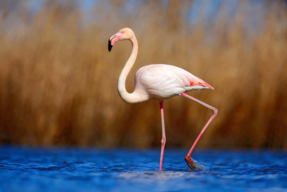 Private Tavira Jeep Tour - Salt Pans, Nature & Santa Luzia - Enter Tavira in a Beige Jeep, Not a Rush