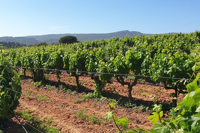 Private Tour of Azeitão / Palmela / Setúbal Wines - A Private Wine Day With Arrábida Views From Sesimbra
