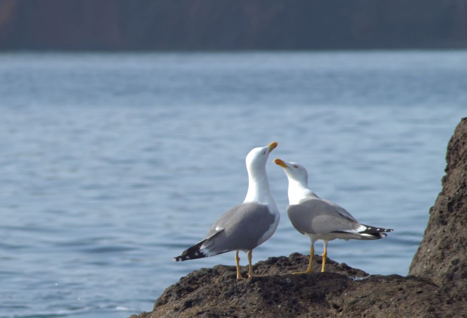 Quinta do Lorde: Kayak Experience in Ponta de São Lourenço - Where to meet Quinta do Lorde and how to get there