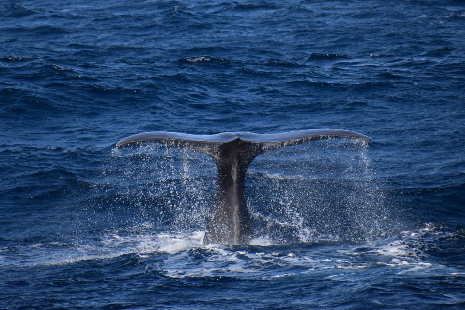 Rabo de Peixe: Sperm Whale Sanctuary Expedition - Who should book this expedition (and who should skip it)