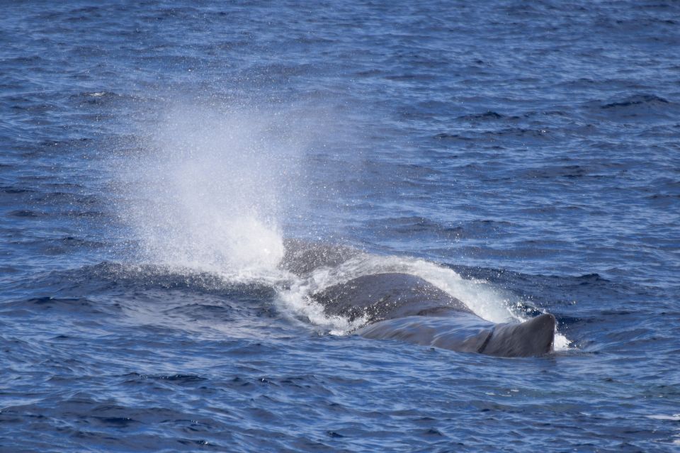 Rabo de Peixe: Sperm Whale Sanctuary Expedition - Clube Naval Rabo Peixe: the calm start before the Atlantic search