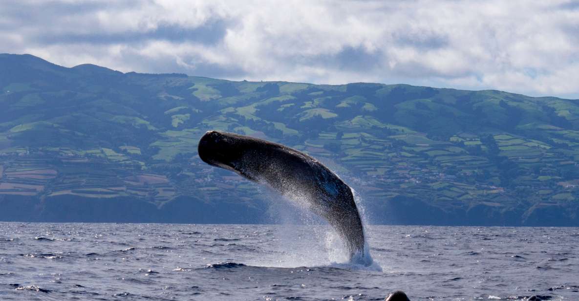 Rabo de Peixe: Sperm Whale Sanctuary Expedition - The 3-hour on-water search: scanning for sperm whales in sanctuary waters