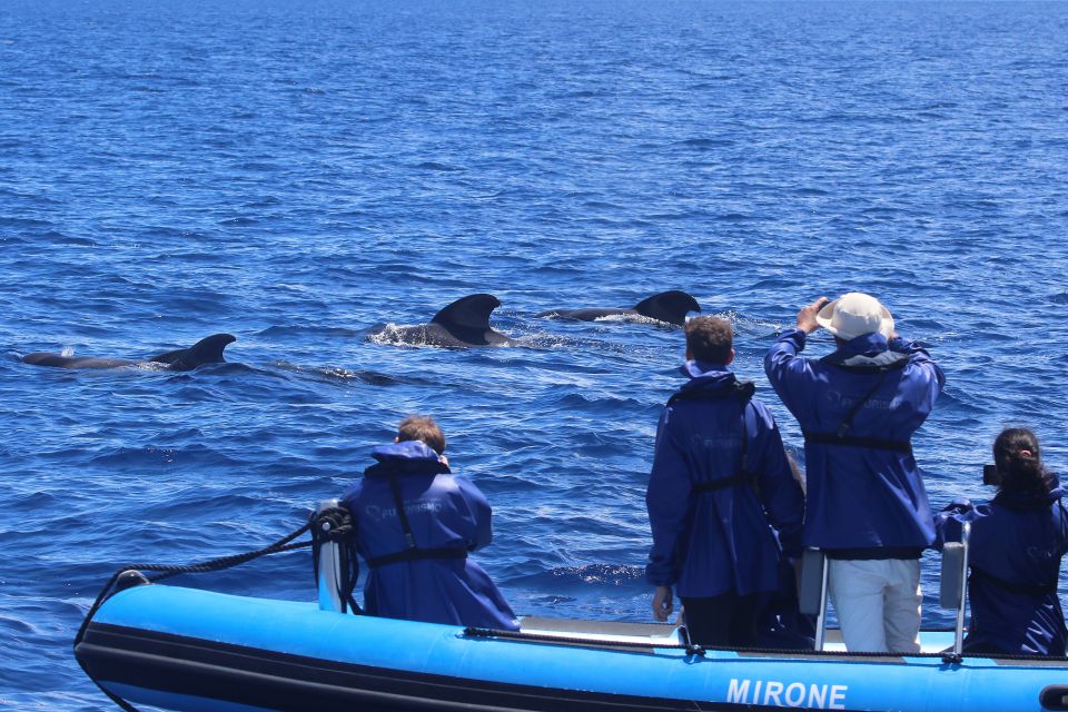 Rabo de Peixe: Sperm Whale Sanctuary Expedition - What you might see along the way: dolphins, turtles, and Portuguese man-o-war
