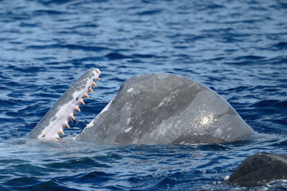 Rabo de Peixe: Sperm Whale Sanctuary Expedition - Learning after the sightings: what the biologists add on the return