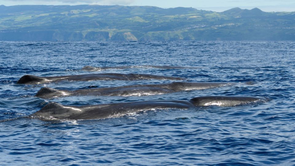 Rabo de Peixe: Sperm Whale Sanctuary Expedition - Price and value: why $82 can be fair (if you’re ready for what’s included)