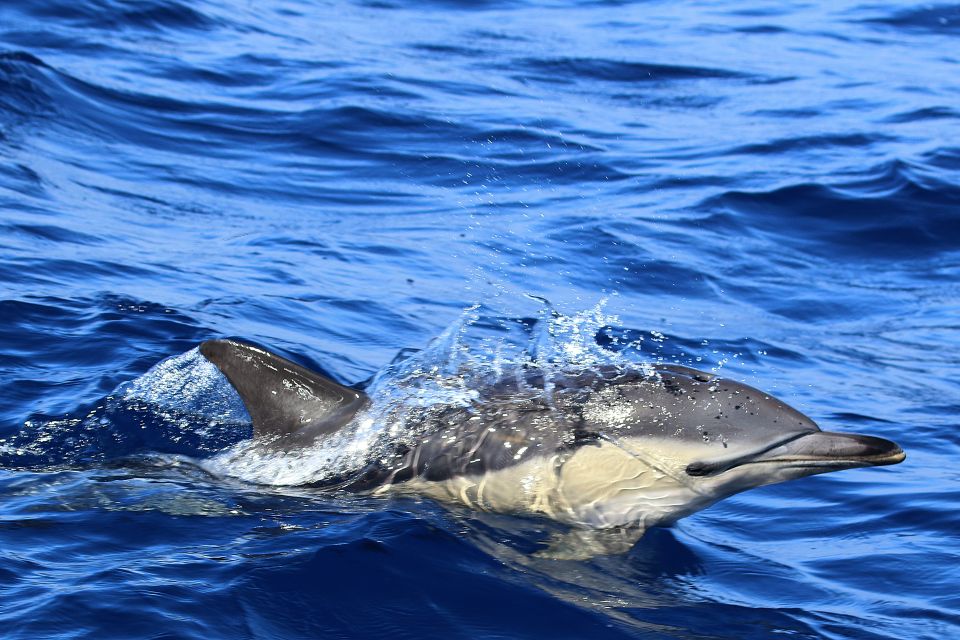 Rabo de Peixe: Sperm Whale Sanctuary Expedition - Timing, weather, and the practical checklist that prevents misery