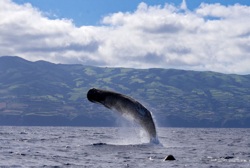 Rabo de Peixe: Sperm Whale Sanctuary Expedition - The briefing that makes whale-watching smarter (and more respectful)